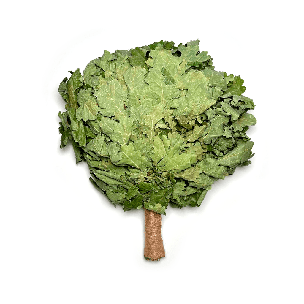 Close-up oak venik leaves for sauna massage therapy