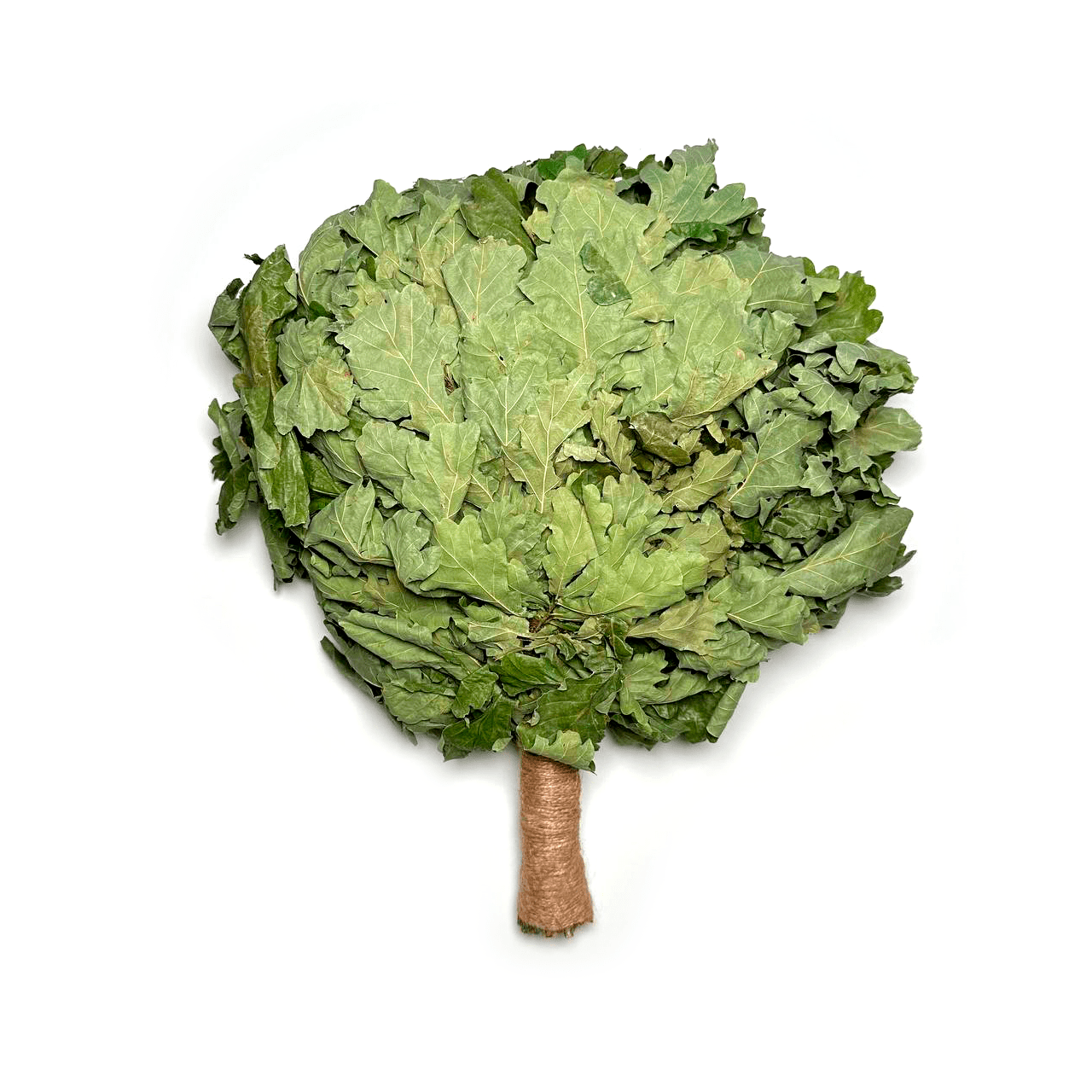 Close-up oak venik leaves for sauna massage therapy