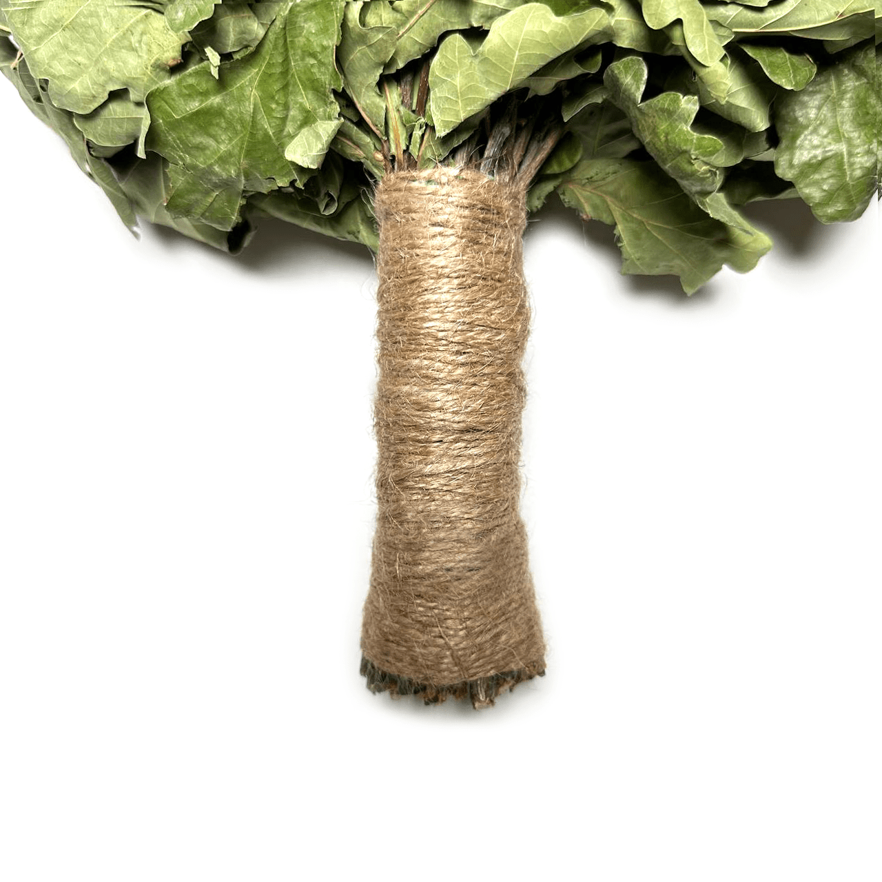 Natural oak venik bundle drying before sauna use